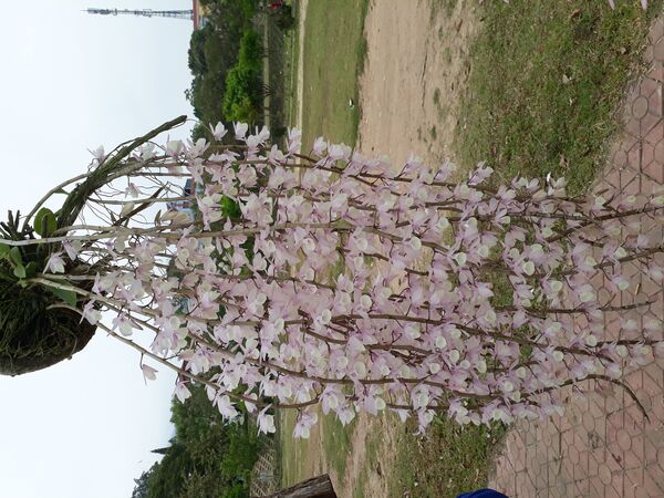 Phong Lan rừng